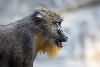 Mandrill (Mandrillus sfenks) görüntüsünü kapat)