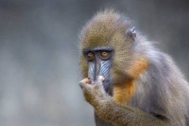 Mandrill (Mandrillus sfenks) görüntüsünü kapat)