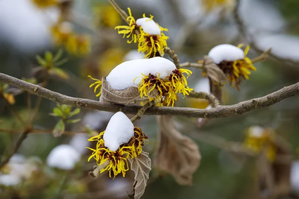 黄色のHammelisインターメディアを雪で開花させる — ストック写真
