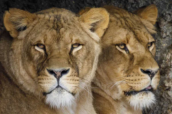 Closeup Portrait Lionesses Panthera Leo — Stock Photo, Image