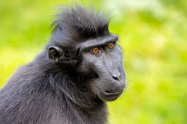 Retrato Macaco Crestado Macaca Nigra — Foto de Stock