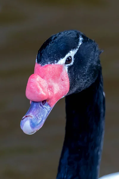 Cisne Pescoço Preto Cygnus Melancoryphus — Fotografia de Stock