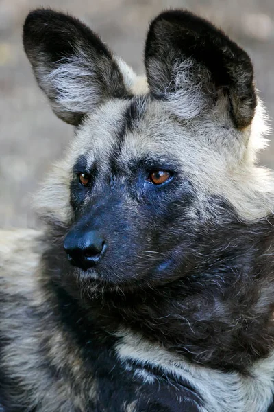 アフリカの野生の犬 Lycaon Pictus — ストック写真