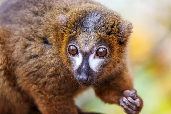 Lemur Czerwony Eulemur Rubriventer — Zdjęcie stockowe