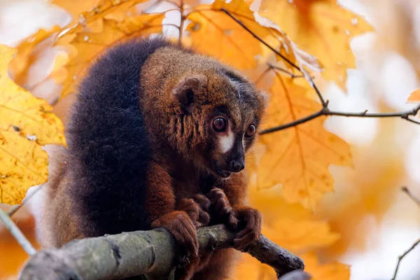 Lemur Czerwony Eulemur Rubriventer — Zdjęcie stockowe