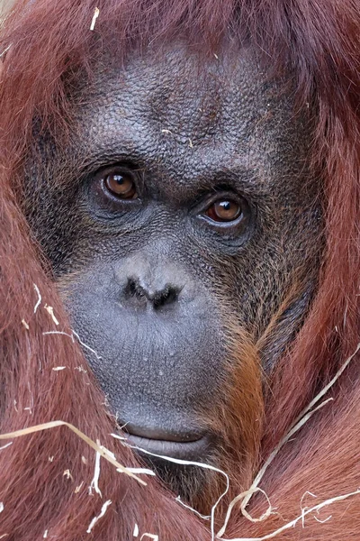 Орангутанг Борнеан Pongo Pygmaeus — стокове фото