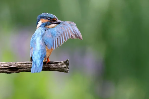 Avrasya Kralbalıkçısı Nehir Balıkçısı Olarak Bilinen Ortak Kingfisher Alcedo — Stok fotoğraf