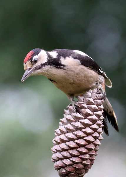 Dzięcioł Wielki Dendrocopos Major — Zdjęcie stockowe