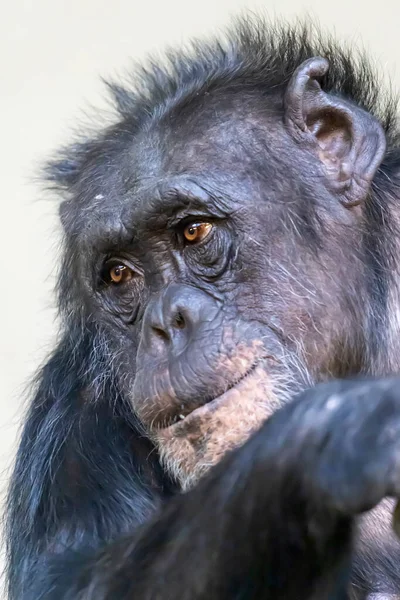 Nærbillede Chimpanse Portræt Pan Troglodytes - Stock-foto