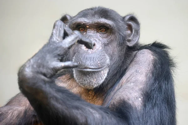 Retrato Cercano Del Chimpancé Pan Troglodytes —  Fotos de Stock