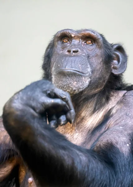 Yakın Plan Bir Şempanze Portresi Pan Trogloditler — Stok fotoğraf