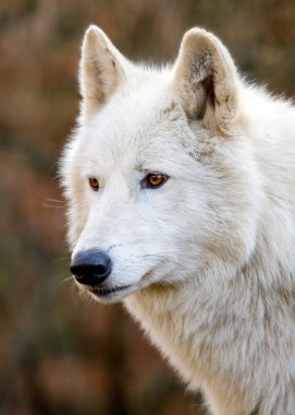 Hudson Körfezi Kurdu (Canis lupus hudsonicus)
