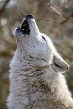 Uluyan Beyaz Hudson Körfezi Kurdu (Canis lupus hudsonicus)