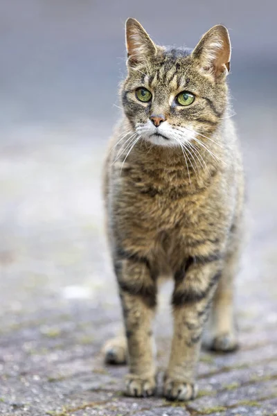 Portrait Cute Cat — Stock Photo, Image