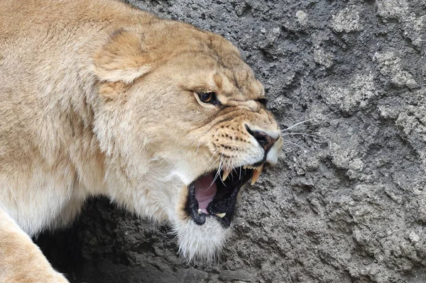 Μια Επιθετική Λέαινα Panthera Leo — Φωτογραφία Αρχείου