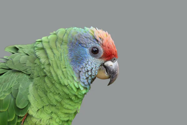 Close Parrot — Stock Photo, Image