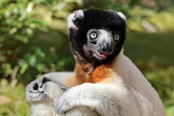 Gekroonde Sifaka Propithecus Coronatus — Stockfoto