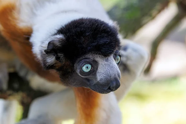 Gekrönter Sifaka Propithecus Coronatus — Stockfoto