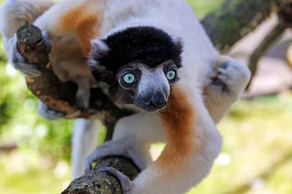 Sifaka Coroado Propithecus Coronatus — Fotografia de Stock