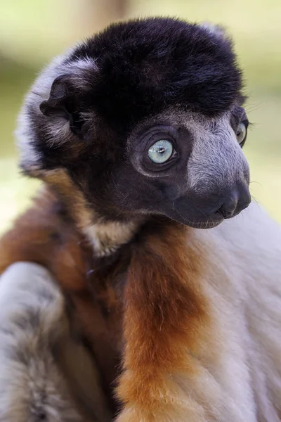 Sifaka Couronné Propithecus Coronatus — Photo