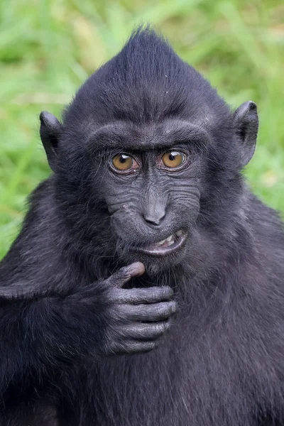 クレスト マカク Macaca Nigra — ストック写真