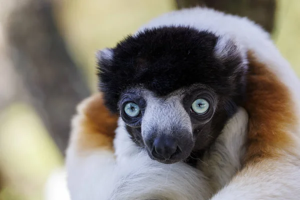 Lêmure Cauda Branca Zoológico Natureza — Fotografia de Stock