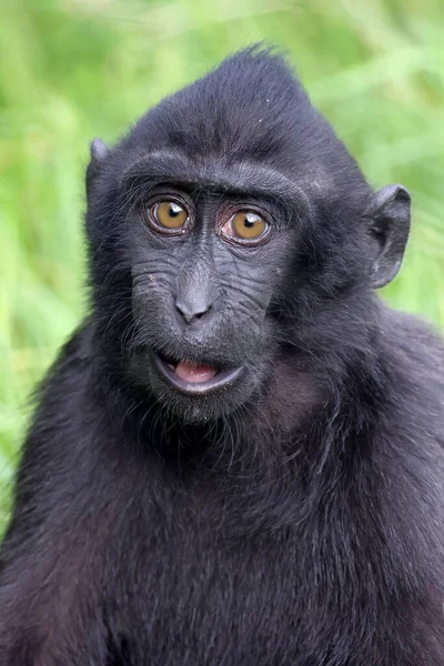 Macaque Crête Macaca Nigra — Photo