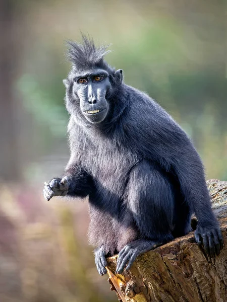 Macaco Crestado Macaca Nigra — Foto de Stock