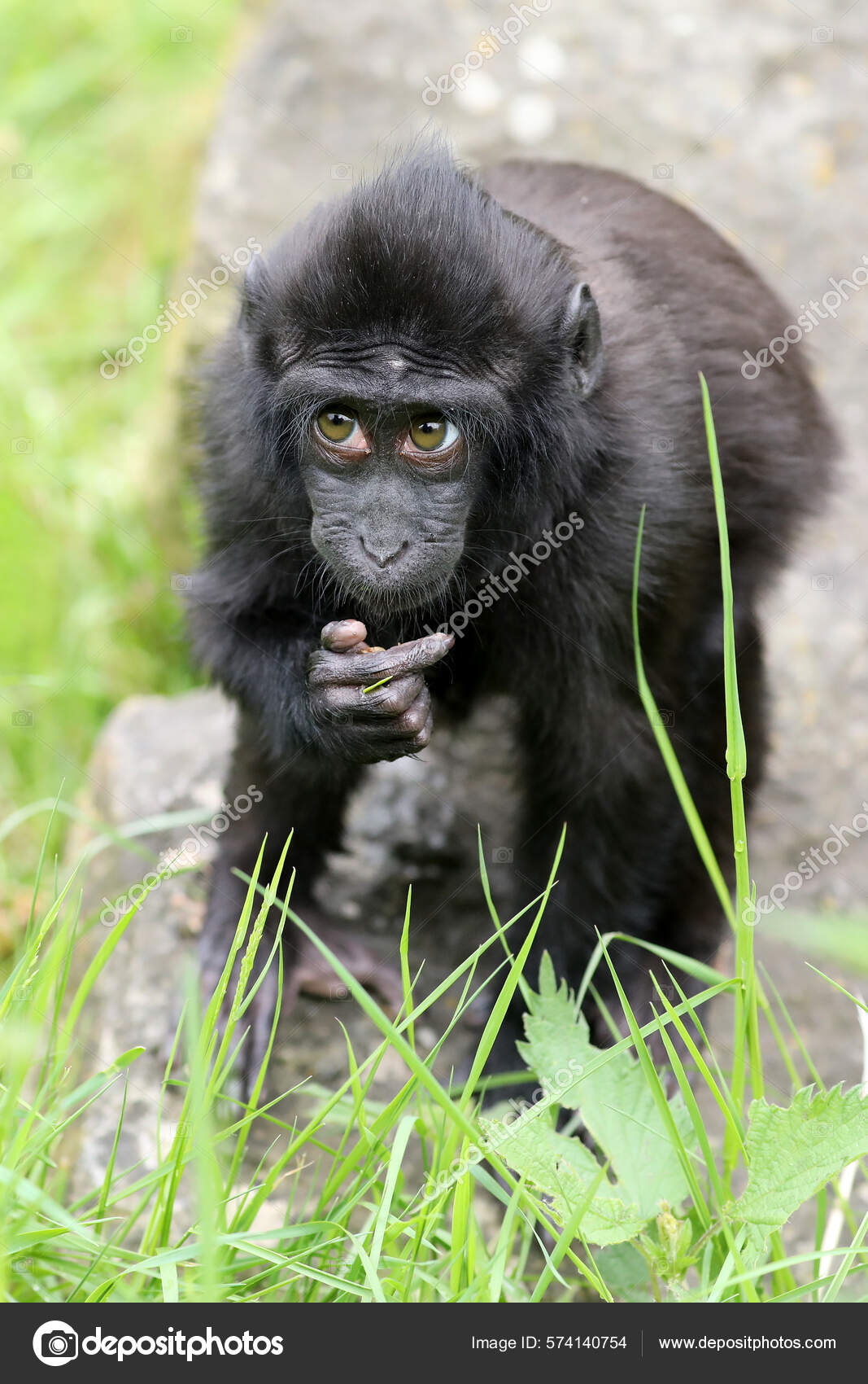rhesus mokey rhesus mokey