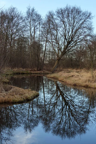 Ankeveense Plassen Rezerwat Przyrody Holandii — Zdjęcie stockowe