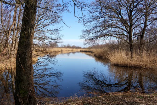 Ankeveense Plassen Rezerwat Przyrody Holandii — Zdjęcie stockowe