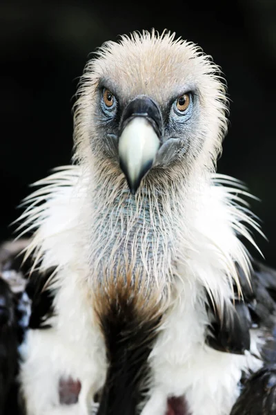 Griffon Vulture Gyps Fulvus — Stock Photo, Image