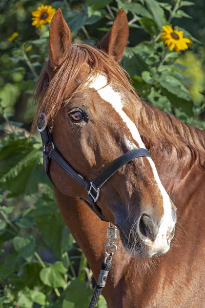 Retrato Hermoso Caballo —  Fotos de Stock