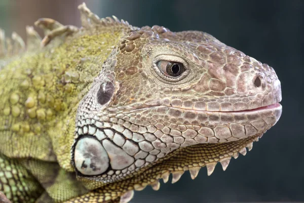 Perto Uma Iguana Verde — Fotografia de Stock