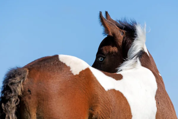Portrait Beautiful Brown Horse Foal — Stock fotografie