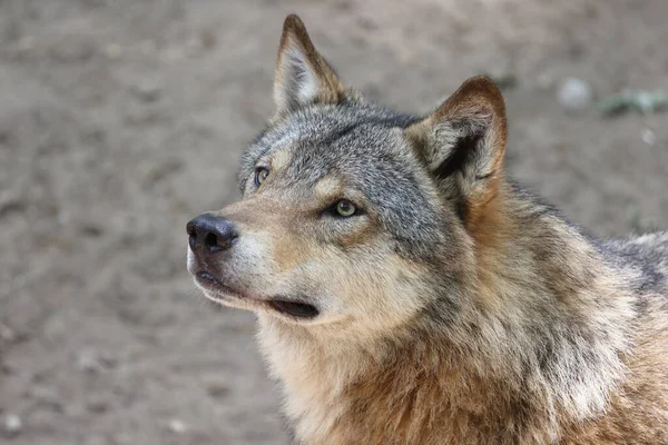森林里的灰狼 金丝雀狼 — 图库照片