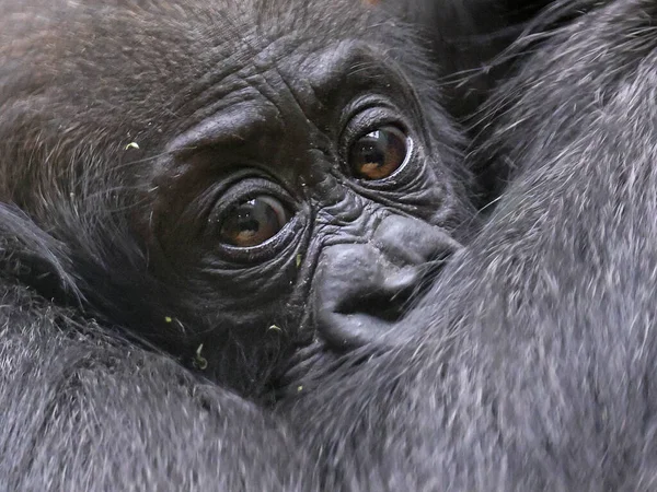 Κοντινό Πλάνο Του Μωρού Western Lowland Gorilla — Φωτογραφία Αρχείου