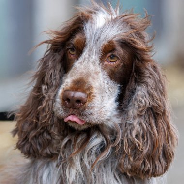 Bir İngiliz Cocker Spaniel, yakın plan. 