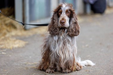Bir İngiliz Cocker Spaniel, yakın plan. 