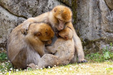 The Barbary macaques (Macaca sylvanus), also known as Barbary apes or magots