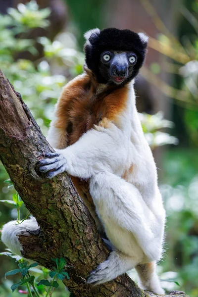 Krönt Sifaka Propithecus Coronatus — Stockfoto