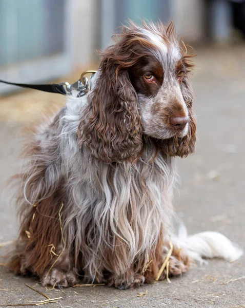 Bir İngiliz Cocker Spaniel, yakın plan. 