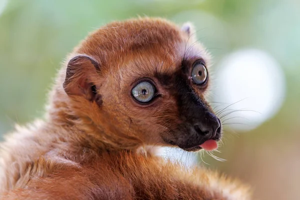 Blue Eyed Black Lemur Eulemur Flavifrons — Fotografia de Stock