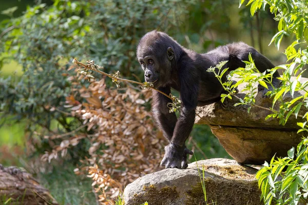 Western Lowland Gorilla Baby Closeup — Foto de Stock