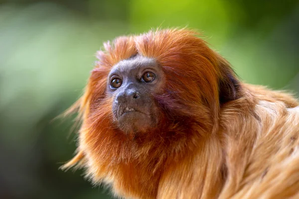 Golden Lion Tamarin Leontopithecus Rosalia Closeup — 图库照片