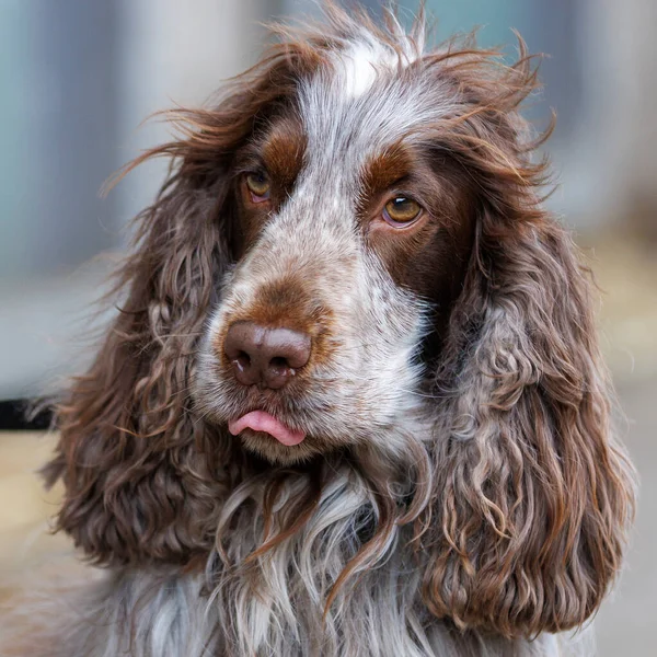 Bir İngiliz Cocker Spaniel, yakın plan. 