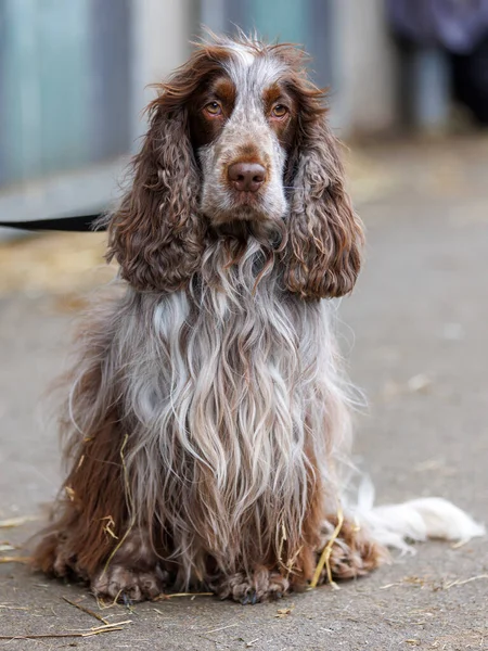 Inglese Cocker Spaniel Primo Piano — Foto Stock