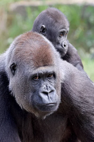 Gorilas Tierras Bajas Occidentales Con Bebé — Foto de Stock