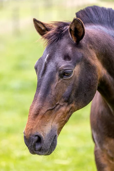 Güzel Kahverengi Bir Atın Portresi — Stok fotoğraf