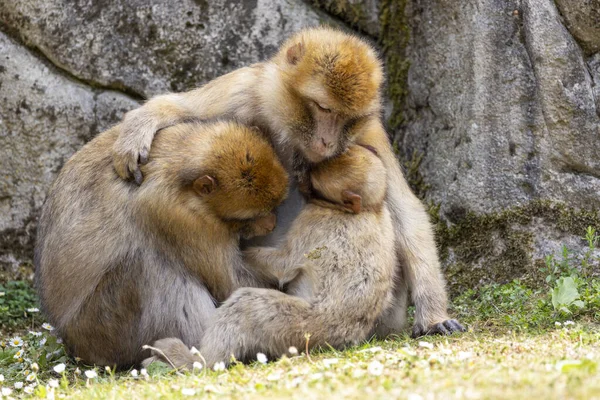 Los Macacos Berberiscos Macaca Sylvanus También Conocidos Como Monos Berberiscos — Foto de Stock